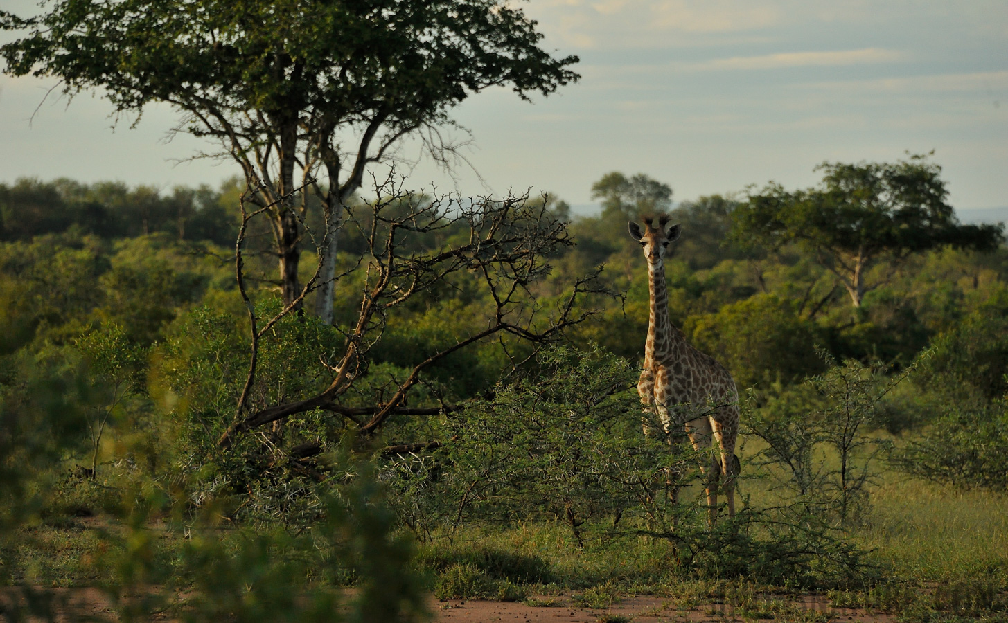 Giraffa giraffa giraffa [300 mm, 1/3200 sec at f / 8.0, ISO 2500]